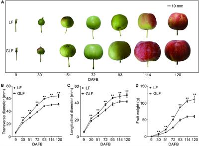 Endogenous Auxin Content Contributes to Larger Size of Apple Fruit